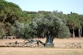 1700-year-old Olive Tree