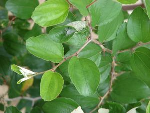 Starr 080609-7833 Ziziphus mauritiana.jpg