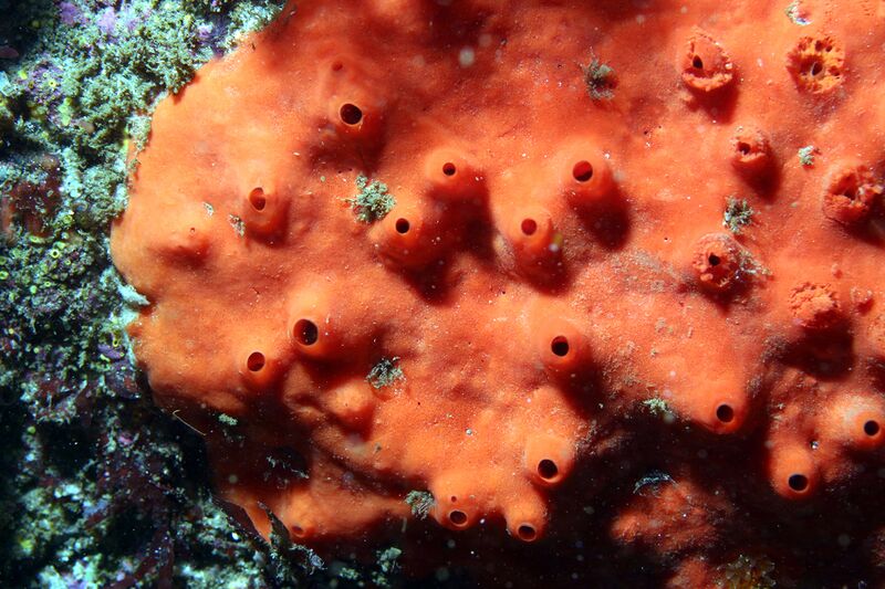 ملف:Acarnus erithacus.jpg