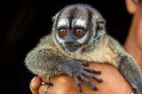 Brown monkey