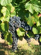 Cahors 2011 08 020.jpg