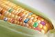 Engineering corn.jpg