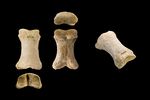 يسار: Findspot : Beuzeville, Eure, France. يمين: Proximal Phalanges