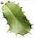 Quercus palmeri leaf white background.jpg