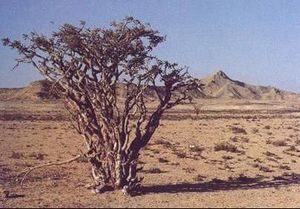 شجرة اللبان