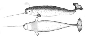 Narwhalsk.jpg