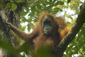 Pongo tapanuliensis female.jpg