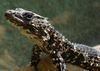 Cordylus breyeri1.jpg
