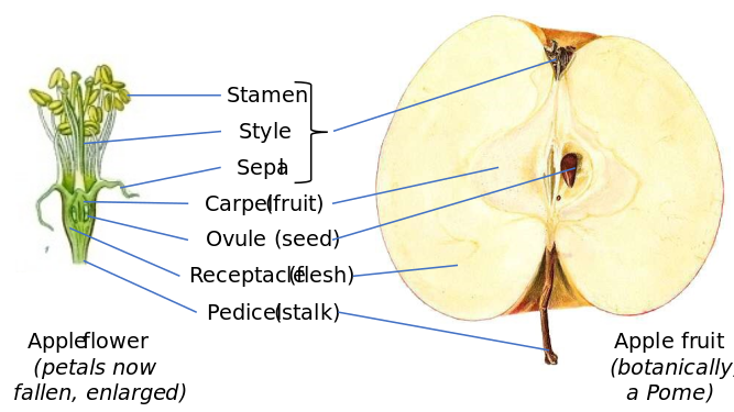 How apple fruit derives from flower structures