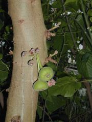 Ficus auriculata.
