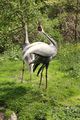 A mated pair performing a "unison call," which strengthens the pair bond and provides a territorial warning to other cranes.