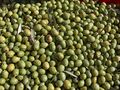 Olea europaea g1.jpg