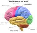 Lateral View of the Brain.