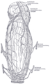 The blood vessels of the rectum and anus.