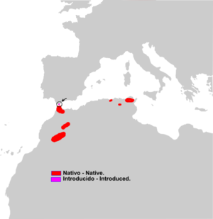Macaca sylvanus range map.png