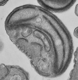 Ostreococcus RCC143.jpg