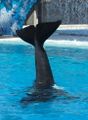 0703 SD tail waving01.jpg