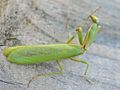 Adult Iris oratoria
