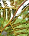 Tree Fern Spores San Diego, CA