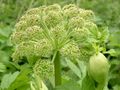 Inflorescence of subsp. litoralis