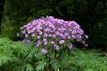 Geranium maderense 2.JPG