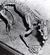 Hoplophoneus.jpg