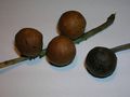 Oak marble galls, one with a Gall fly exit hole and another with Phoma gallorum fungal attack.