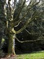 Acer cappadocicum (Cappadocian Maple)