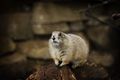 Prairie dog in captivity