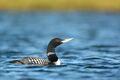 Yellow-billed Loon Chipp South 8-12-13 Ryan Askren.jpg