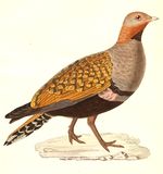 Pterocles orientalis male 1838.jpg