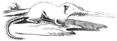 Spitzmaus mittellaendische-drawing.jpg