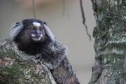 Gray monkey