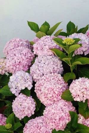Hortensia June 2008-1.jpg