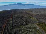 Vineyards with low walls built of boulders and the sea in the distance