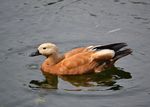 Tadorna ferruginea in Korolyov, Moscow Oblast, 15 July 2014 (1).jpg