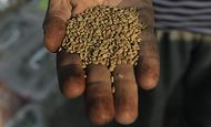 بذور حلبة مصرية.jpg