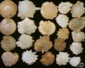 Foraminifera of the Indian Ocean, South-eastern coast of Bali. Field width = 5,5 mm.