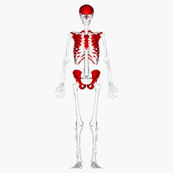ملف:Flat bones - animation.gif