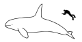 Orca size.svg
