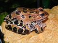 A leopard frog moulting and eating the skin.