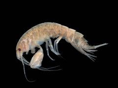 Abludomelita obtusata.jpg