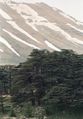 Cedars03(js).jpg