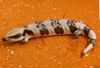 Tiliqua occipitalis.jpg