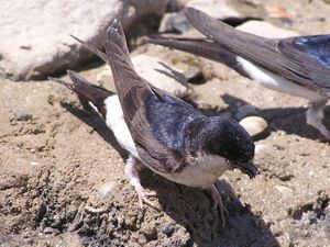 Delichon urbicum 10 cropped.jpg