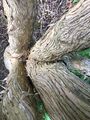 Bifurcating trunks ( with fifth subsidiary trunk ) of mature specimen, viewed from above.