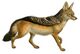 Dogs, jackals, wolves, and foxes (Plate XII).jpg