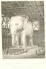 Elephant-siderography-LaBastille2.jpg