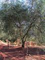 Cailletier cultivar, with an olive harvest net on the ground, Contes, France