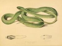 Illustration of D. typus (named as Bucephalus viridis).